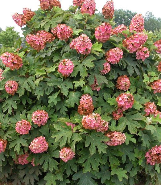 Hydrangea quercifolia 'Amethyst'